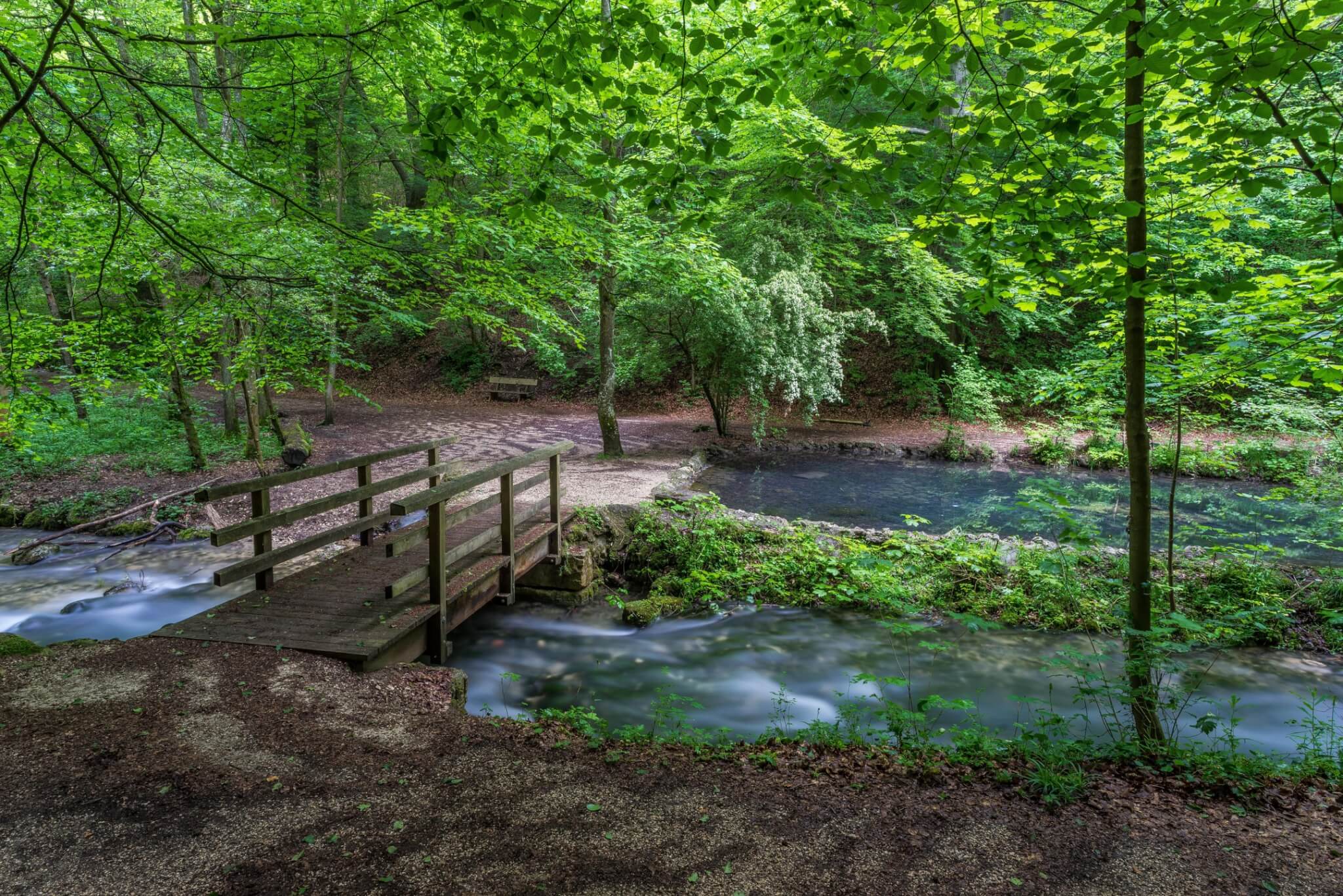 forest-aalen