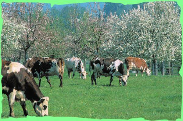 vache